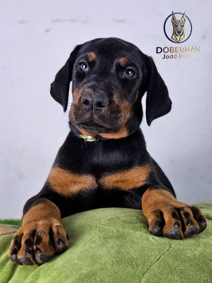 ลูกสุนัขโดเบอร์แมนสายยุโรป 100 ไม่มีสายเมกาปนผสมบนเพดดีกรี รูปที่ 4