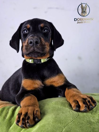 ลูกสุนัขโดเบอร์แมนสายยุโรป 100 ไม่มีสายเมกาปนผสมบนเพดดีกรี รูปที่ 3