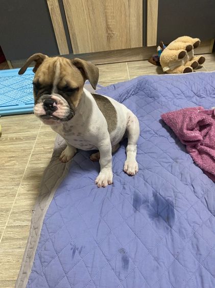 บูลด็อก (Bulldog) กลาง เฟรนบลูด๊อก เพศผู้