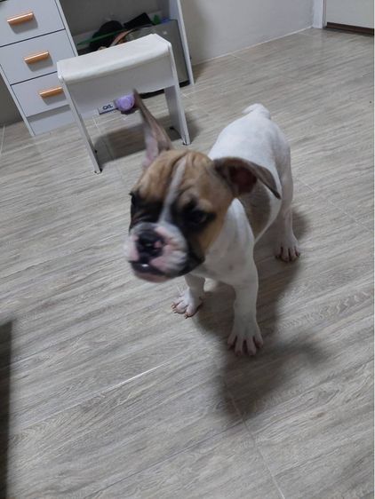 เฟรนบลูด๊อก เพศผู้ รูปที่ 5