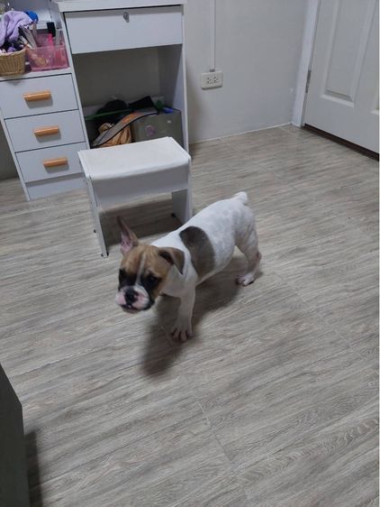 เฟรนบลูด๊อก เพศผู้ รูปที่ 4