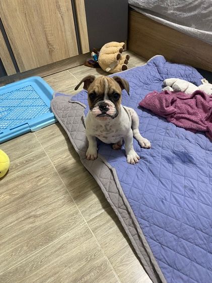 เฟรนบลูด๊อก เพศผู้ รูปที่ 2