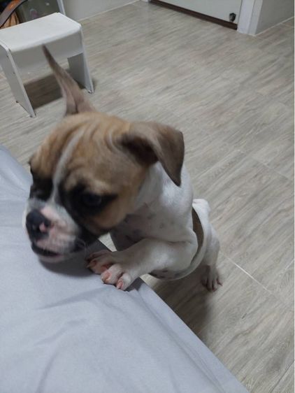 เฟรนบลูด๊อก เพศผู้ รูปที่ 6