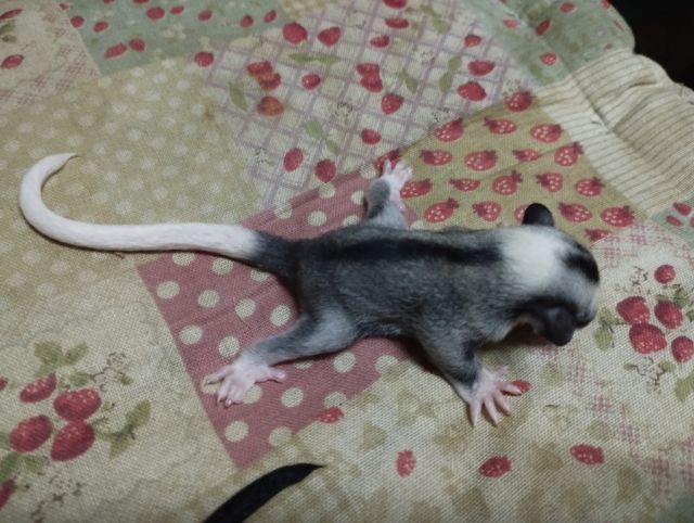 ชูก้าไกรเดอร์