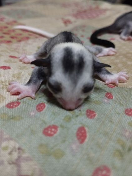 ชูก้าไกรเดอร์ รูปที่ 3