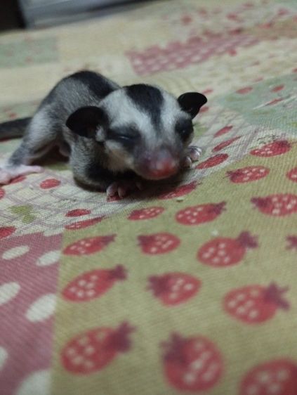 ชูก้าไกรเดอร์