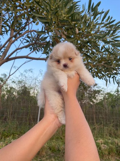 ปอมเมอเรเนียน (Pomeranian) เล็ก ปอม เมีย