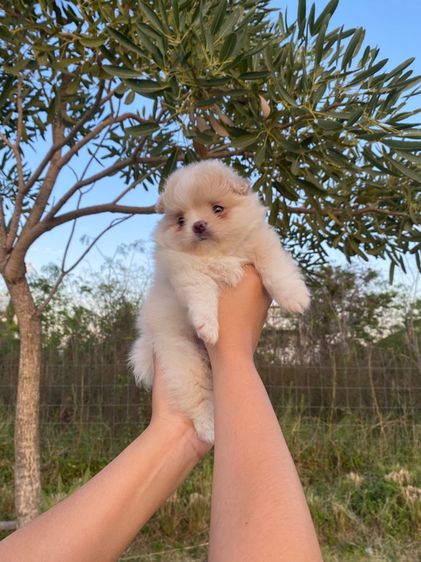 ปอม เมีย รูปที่ 2