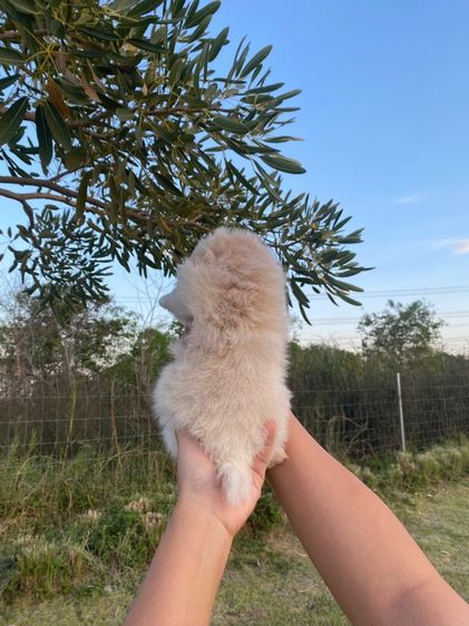 ปอม เมีย รูปที่ 4