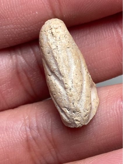 นกสาริกาเนื้อผง รูปที่ 3