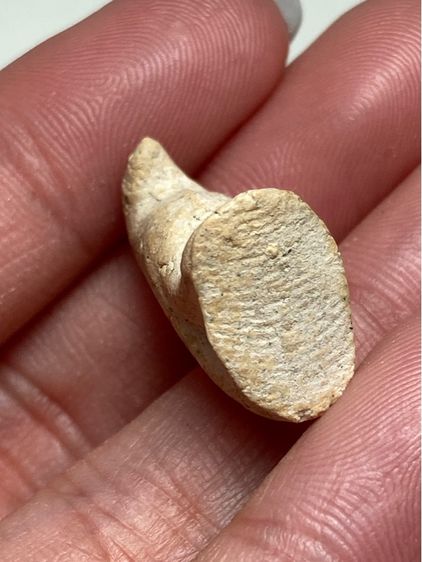 นกสาริกาเนื้อผง รูปที่ 5