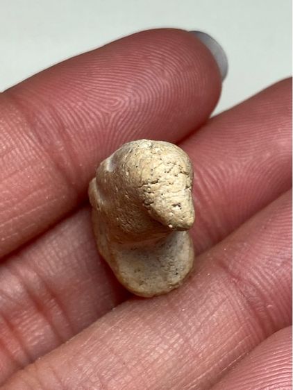 นกสาริกาเนื้อผง รูปที่ 6