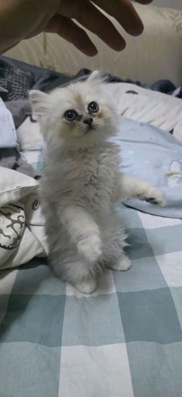 เปอร์เซีย ชินชิล่าซิลเวอร์ เพศ ญ อายุ 2 เดือน รูปที่ 2