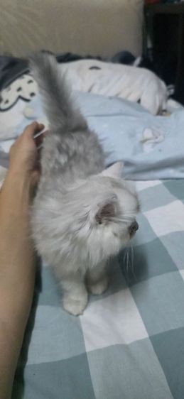 เปอร์เซีย ชินชิล่าซิลเวอร์ เพศ ญ อายุ 2 เดือน รูปที่ 3