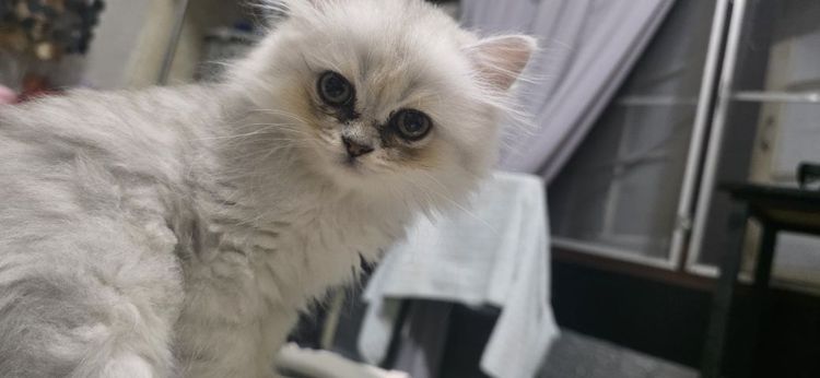 ชินชิลล่า (Chinchilla) เปอร์เซีย ชินชิล่าซิลเวอร์ เพศ ญ อายุ 2 เดือน