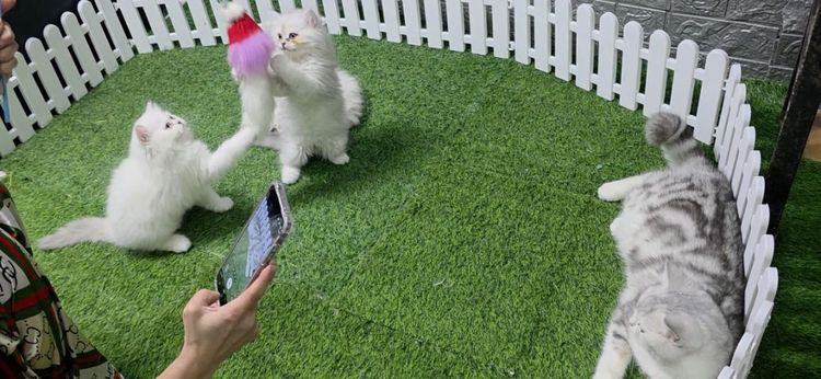 เปอร์เซีย ชินชิล่าซิลเวอร์ เพศ ญ อายุ 2 เดือน รูปที่ 5