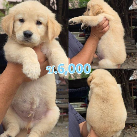 ลูกสุนัขโกลเด้นแท้ เกรดโอเวอร์ไซส์