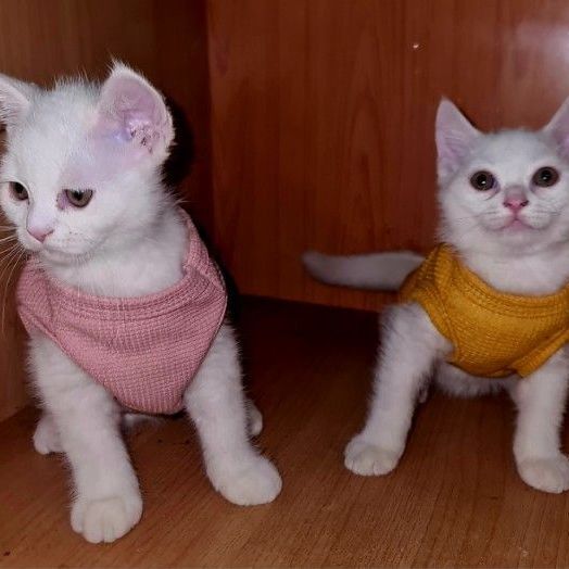 สกอตติช หูตั้ง รูปที่ 10