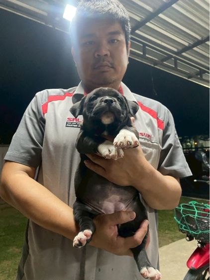 ลูกสุนัขเพศเมียอเมริกันบุรี่สแตนดาร์ด รูปที่ 4