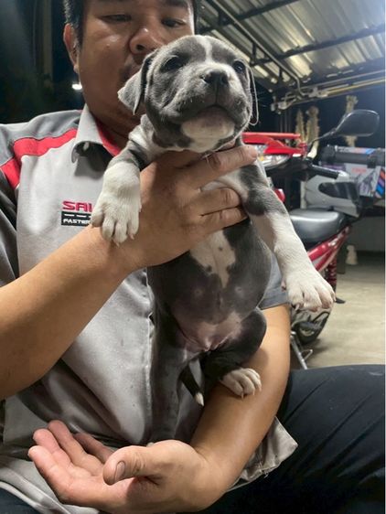 ลูกสุนัขเพศเมียอเมริกันบลูรี่สแตนดาร์ด รูปที่ 4