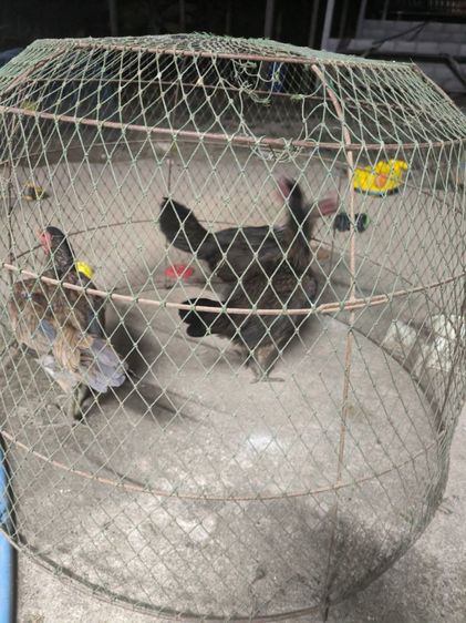 ไก่พม่าแข้งหน้า (เปิดจองลูกไก่) ลูกชายแดงเล็ก 🐲🐉🐉🐲 รูปที่ 11