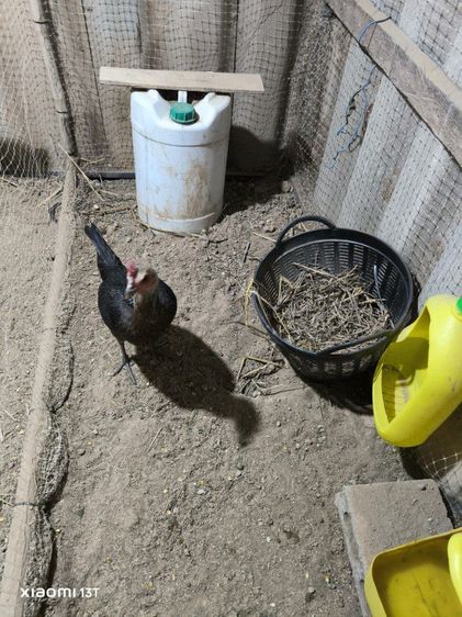 ไก่พม่าแข้งหน้า (เปิดจองลูกไก่) ลูกชายแดงเล็ก 🐲🐉🐉🐲 รูปที่ 9