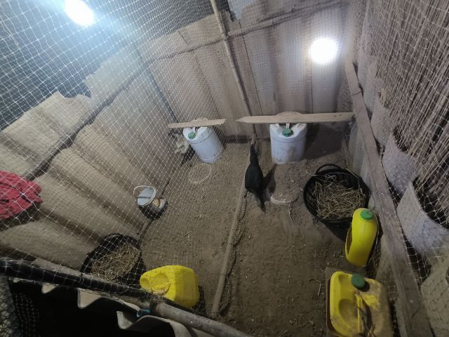 ไก่พม่าแข้งหน้า (เปิดจองลูกไก่) ลูกชายแดงเล็ก 🐲🐉🐉🐲 รูปที่ 10