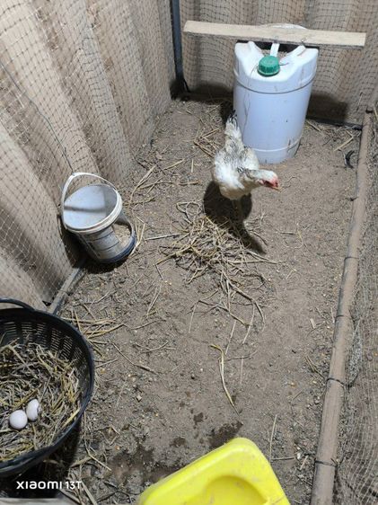 ไก่พม่าแข้งหน้า (เปิดจองลูกไก่) ลูกชายแดงเล็ก 🐲🐉🐉🐲 รูปที่ 8