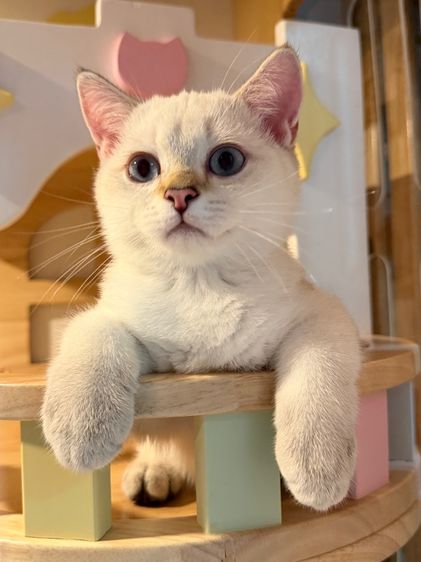 หนุ่มน้อย บริติซ ชอทเเฮร์