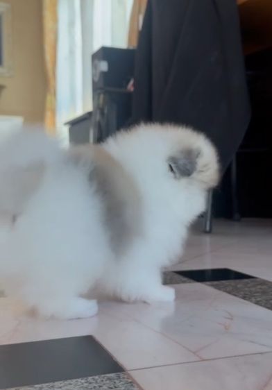 ปอม ขายถูก รูปที่ 3