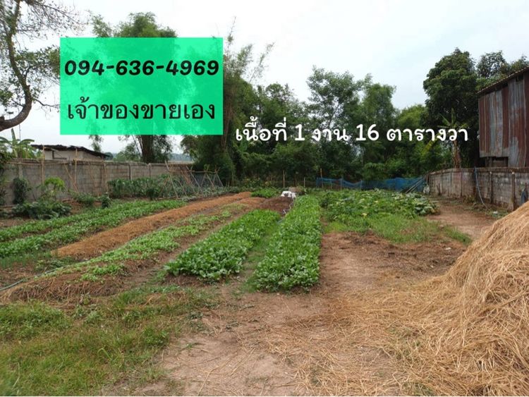 ใช่ เวียงชัย ขายด่วน รูปที่ 4