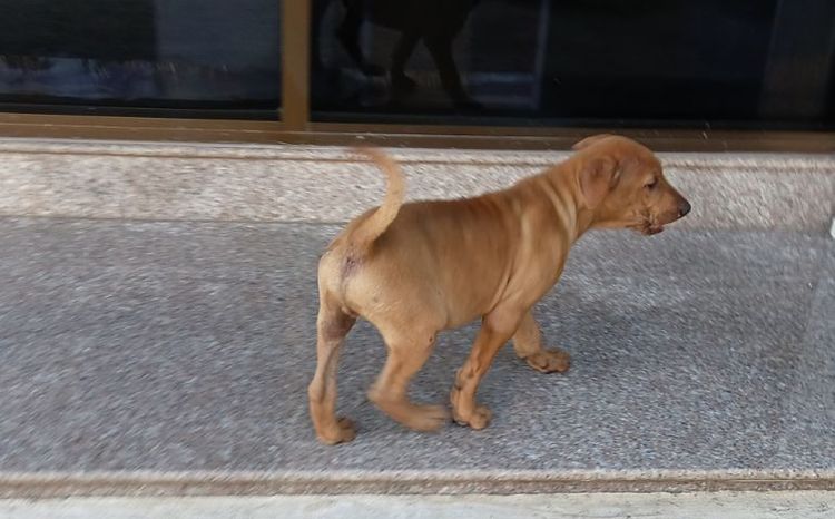 ไทยหลังอาน