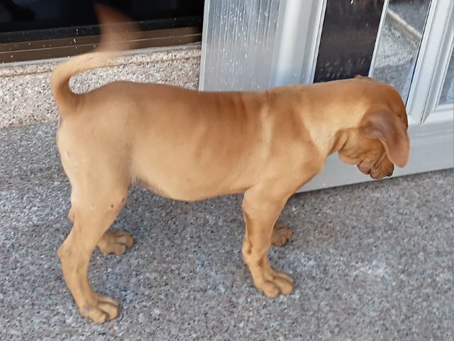 ไทยหลังอาน รูปที่ 2