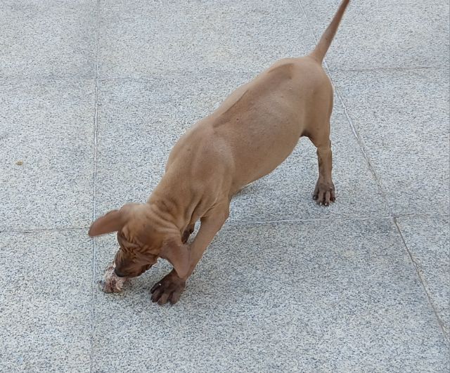 ไทยหลังอาน รูปที่ 4