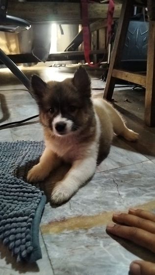 บางแก้ว (Thai Bangkaew Dog) กลาง ลูกหมาบางแก้ว 2800