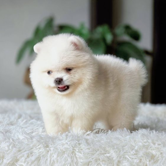 ปอมเมอเรเนียนแท้ เพศผู้ สีขาวครีม รูปที่ 7