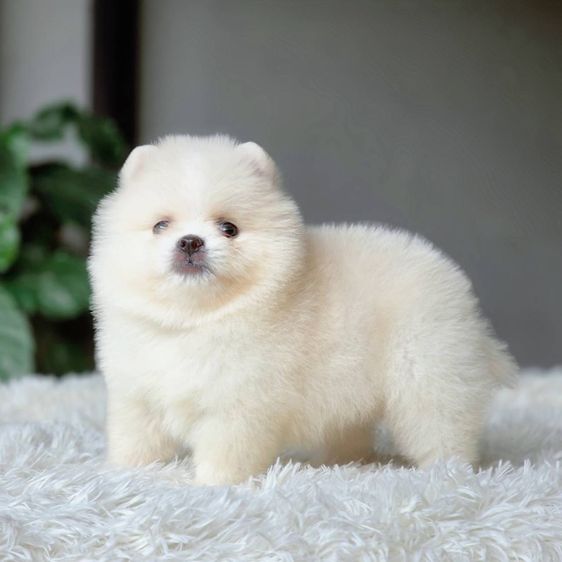 ปอมเมอเรเนียนแท้ เพศผู้ สีขาวครีม รูปที่ 6