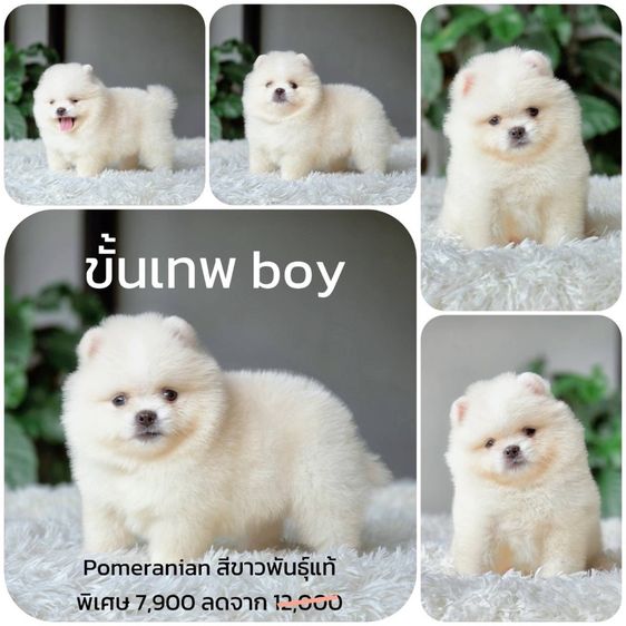 ปอมเมอเรเนียน (Pomeranian) ปอมเมอเรเนียนแท้ เพศผู้ สีขาวครีม