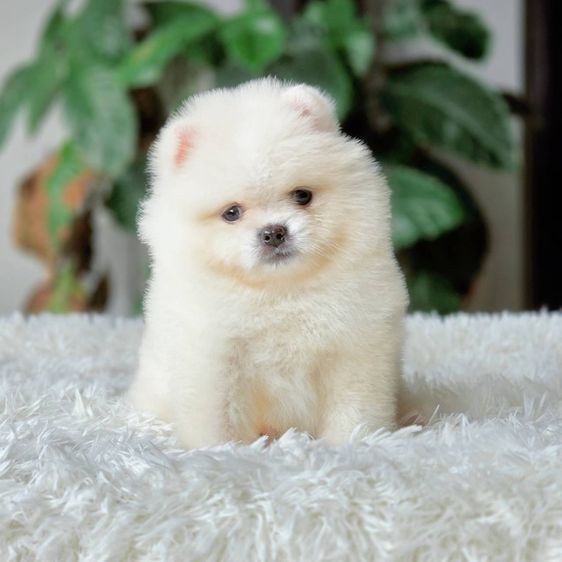 ปอมเมอเรเนียนแท้ เพศผู้ สีขาวครีม รูปที่ 2