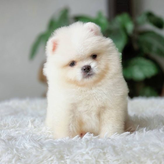 ปอมเมอเรเนียนแท้ เพศผู้ สีขาวครีม รูปที่ 9