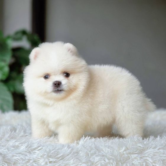 ปอมเมอเรเนียนแท้ เพศผู้ สีขาวครีม รูปที่ 4