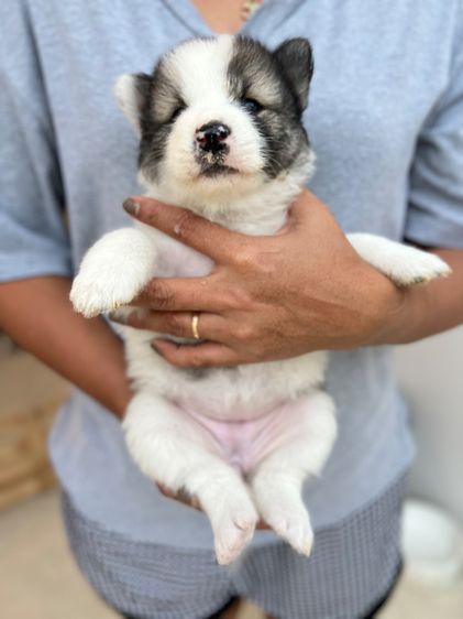 สุนัขบางแก้วแท้ พ่อแม่สวย กทมและปริมณฑล รูปที่ 3