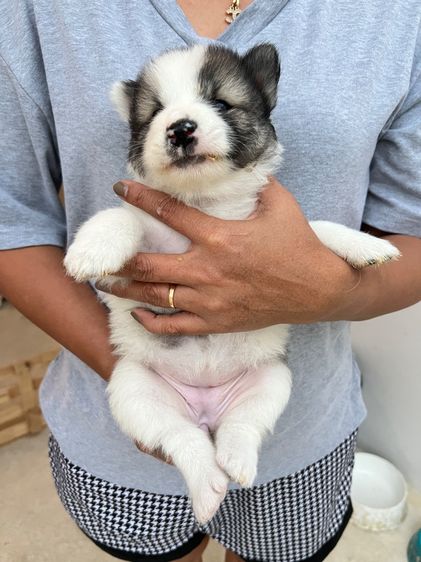 บางแก้ว (Thai Bangkaew Dog) กลาง สุนัขบางแก้วแท้ พ่อแม่สวย กทมและปริมณฑล