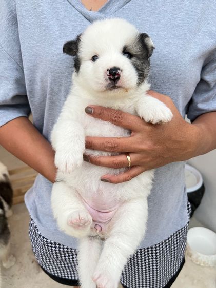 สุนัขบางแก้วแท้ พ่อแม่สวย กทมและปริมณฑล รูปที่ 5