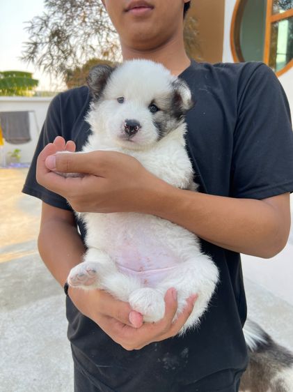 สุนัขบางแก้วแท้ พ่อแม่สวย กทมและปริมณฑล รูปที่ 10