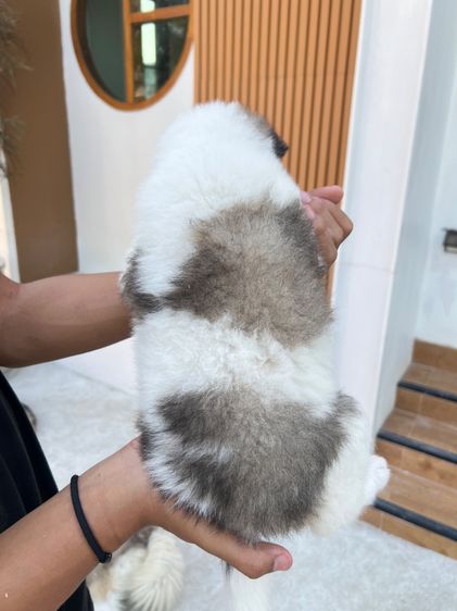 สุนัขบางแก้วแท้ พ่อแม่สวย กทมและปริมณฑล รูปที่ 11