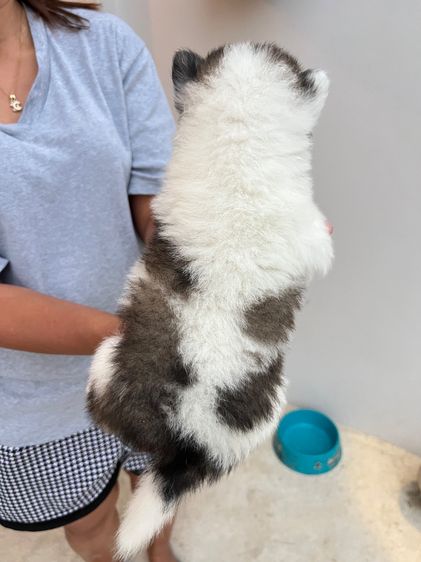 สุนัขบางแก้วแท้ พ่อแม่สวย กทมและปริมณฑล รูปที่ 4