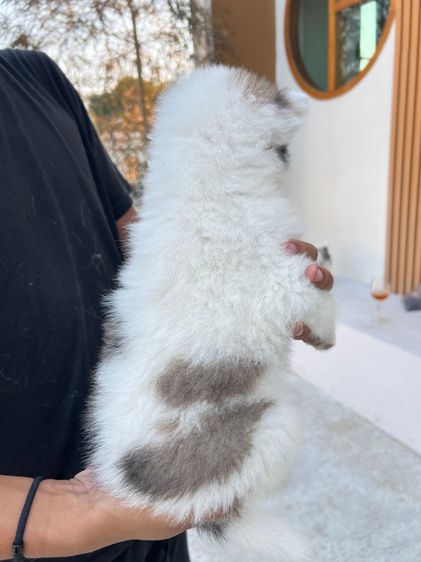 สุนัขบางแก้วแท้ พ่อแม่สวย กทมและปริมณฑล รูปที่ 9