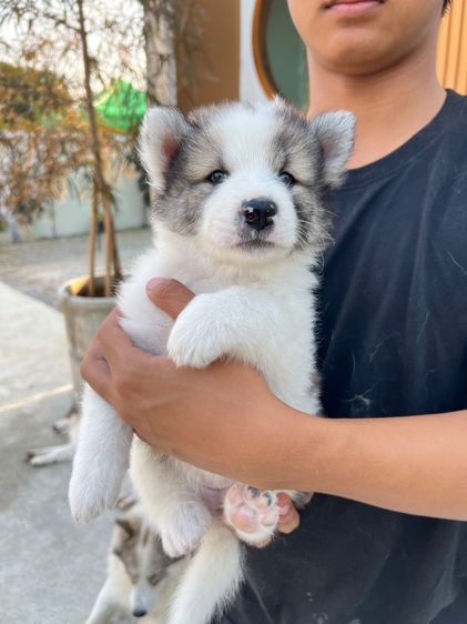 สุนัขบางแก้วแท้ พ่อแม่สวย กทมและปริมณฑล รูปที่ 8