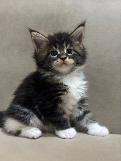 เปิดจองลูกแมวเมนคูนแท้ ชาย หผญิง รูปที่ 2